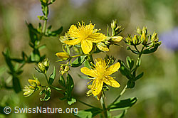 Gemeines Johanniskraut (Hypericum perforatum) (20.06.2025, C339342)