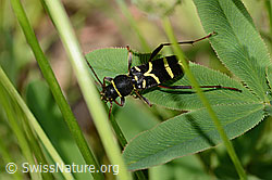 Gemeiner Widderbock (Clytus arietis) (C339346)