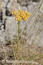Gelbe Schafgarbe (Achillea tomentosa) (20.06.2025, C339358)