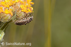 Ortholomus punctipennis (Bodenwanze) an Gelbe Schafgarbe (Achillea tomentosa) (20.06.2025, C339363)