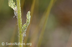 Achillea tomentosa (C339366)
