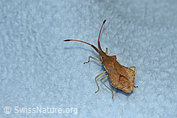 Syromastus rhombeus (C339442)