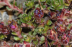 Zweiblütiger Steinbrech (Saxifraga biflora) (C342742)