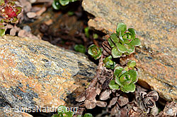 Zweiblütiger Steinbrech (Saxifraga biflora) (C342746)