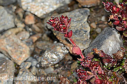 Zweiblütiger Steinbrech (Saxifraga biflora) (C342748)