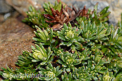 Bewimperter Steinbrech (Saxifraga aizoides) (07.2025, C342753)