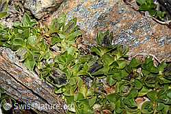 Mont Cenis-Glockenblume (Campanula cenisia) (C342755)