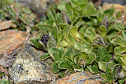 Mont Cenis-Glockenblume (Campanula cenisia) (C342757)