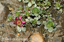 Zweiblütiger Steinbrech (Saxifraga biflora) (C342778)