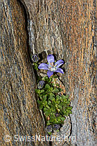 Mont Cenis-Glockenblume (Campanula cenisia) (C342818)