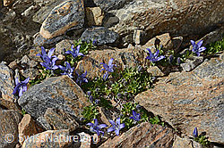 Mont Cenis-Glockenblume (Campanula cenisia) (C342832)