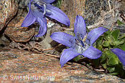 Mont Cenis-Glockenblume (Campanula cenisia) (C342836)