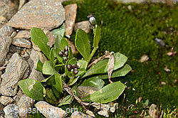 Bläuliche Gänsekresse (Arabis caerulea) (C342871)