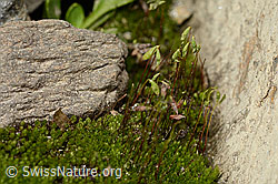 Bryum capillare (C342875)