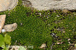 Bryum capillare (C342880)