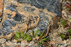 Bläuliche Gänsekresse (Arabis caerulea) (C342888)