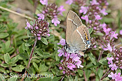 Kreuzdorn-Zipfelfalter (Satyrium spini) auf Frühblühendem Thymian (Thymus praecox ssp. praecox) (C344228)