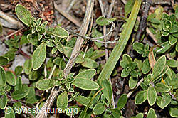 C344238: Frühblühender Thymian (Thymus praecox ssp. praecox)