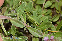 Frühblühender Thymian (Thymus praecox ssp. praecox) (15.07.2025, C344239)