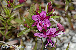 Fleischers Weidenröschen (Epilobium fleischeri) (C345865)