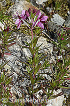 Fleischers Weidenröschen (Epilobium fleischeri) (C345866)
