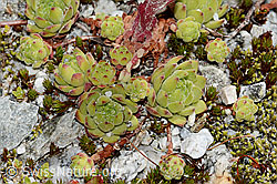 Berg-Hauswurz (Sempervivum montanum) (C345883)