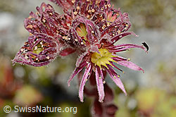 Berg-Hauswurz (Sempervivum montanum) (C345887)