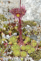 Berg-Hauswurz (Sempervivum montanum) (07.2025, C345892)