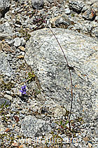 Alpen-Rispengras (Poa alpina) (C345894)