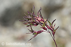 Alpen-Rispengras (Poa alpina) (07.2025, C345895)