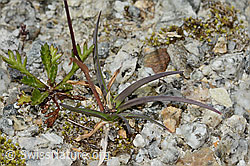 Alpen-Rispengras (Poa alpina) (C345896)
