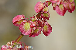 Schildblättriger Ampfer (Rumex scutatus) (C345933)