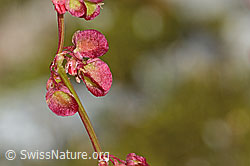 Schildblättriger Ampfer (Rumex scutatus) (C345934)