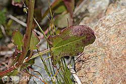 Schildblättriger Ampfer (Rumex scutatus) (C345935)