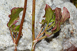 Schildblättriger Ampfer (Rumex scutatus) (C345936)