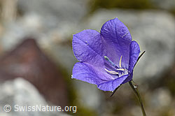 Scheuchzers Glockenblume (Campanula scheuchzeri) (C345969)