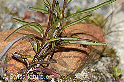 Scheuchzers Glockenblume (Campanula scheuchzeri) (C345972)