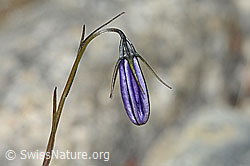 Scheuchzers Glockenblume (Campanula scheuchzeri) (C345973)