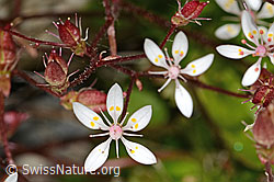 Sternblütiger Steinbrech (Saxifraga stellaris) (C345985)
