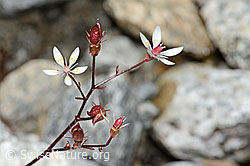 Sternblütiger Steinbrech (Saxifraga stellaris) (C345989)
