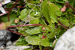 Sternblütiger Steinbrech (Saxifraga stellaris) (C345992)