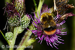 Wiesenhummel (Bombus pratorum) an Sumpf-Kratzdistel (Cirsium palustre) (C346441)