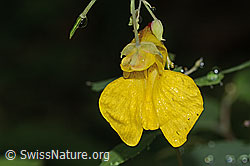Wald-Springkraut (Impatiens noli-tangere) (C346517) Wald-Springkraut (Impatiens noli-tangere) (C346517)