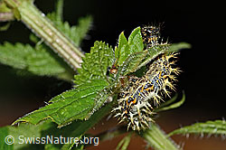 Raupe des Kleinen Fuchs auf Blatt der Grossen Brennnessel (Urtica dioica)