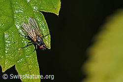 C346536: Braunschwarze Schweissfliege (Thricops semicinereus)