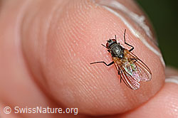 Braunschwarze Schweissfliege (Thricops semicinereus) (C346542)