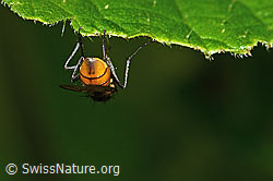 Braunschwarze Schweissfliege (Thricops semicinereus) (C346549)