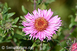 Neuenglische Aster (Aster novae-angliae) (C353064)