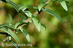 Neuenglische Aster (Aster novae-angliae) (C353069)