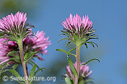 Neuenglische Aster (Aster novae-angliae) (C353072)